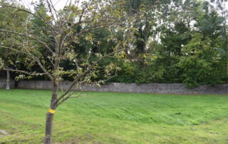 Ein Obstbaum mit gelber Markierung vor einer Wiese